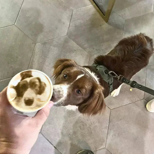 咖啡遇上萌犬，邂逅滿滿驚喜 ☕✨🐶 - EVEBOT.TW